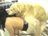 Hairy mutt climbs on a girl's back
